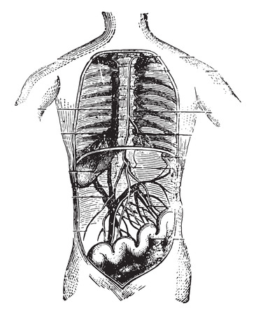 41712222 - absorbents of the intestine, vintage engraved illustration.