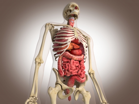 19434603 - 3d rendering intestinal internal organ